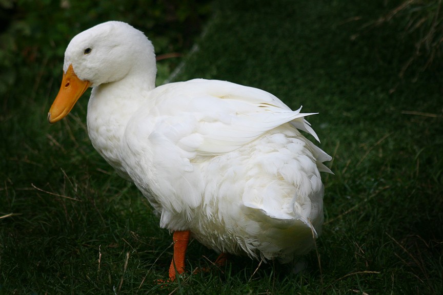 caracteristicas do pato-domestico