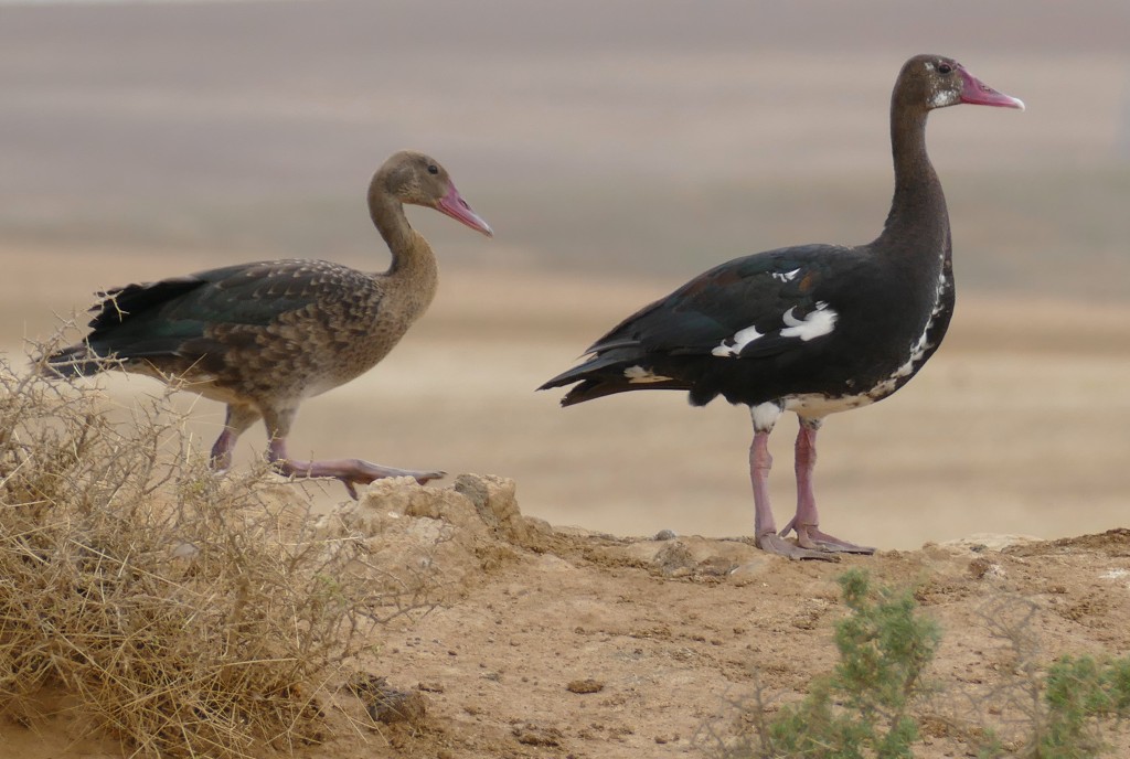 caracteristicas do pato ferrao