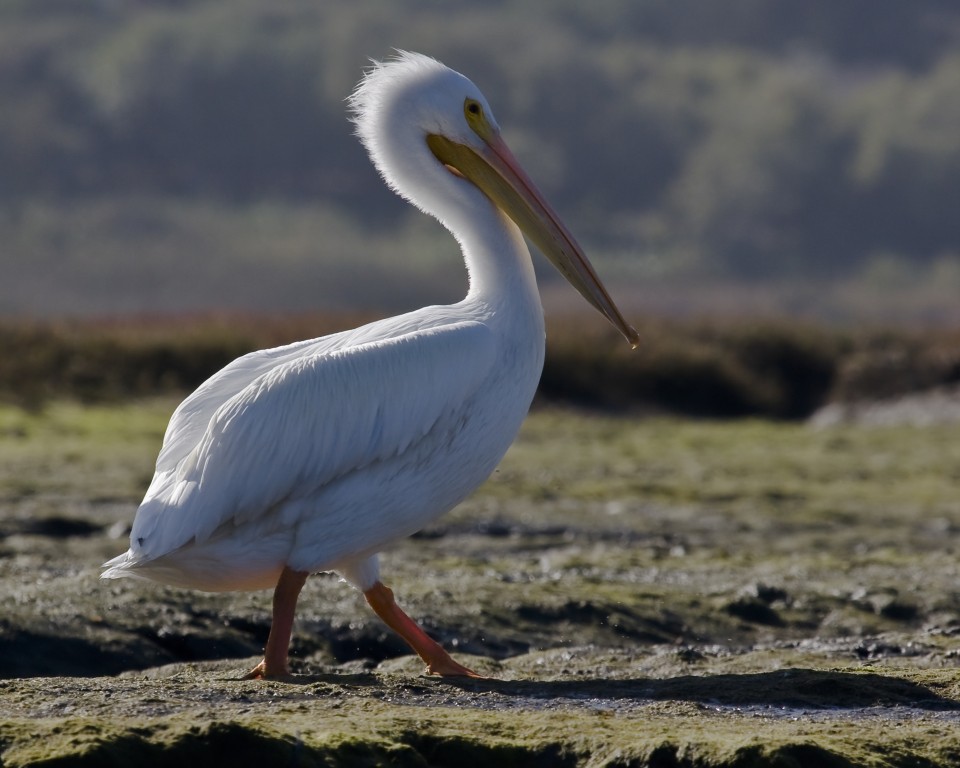 características do pelicano-branco-americano