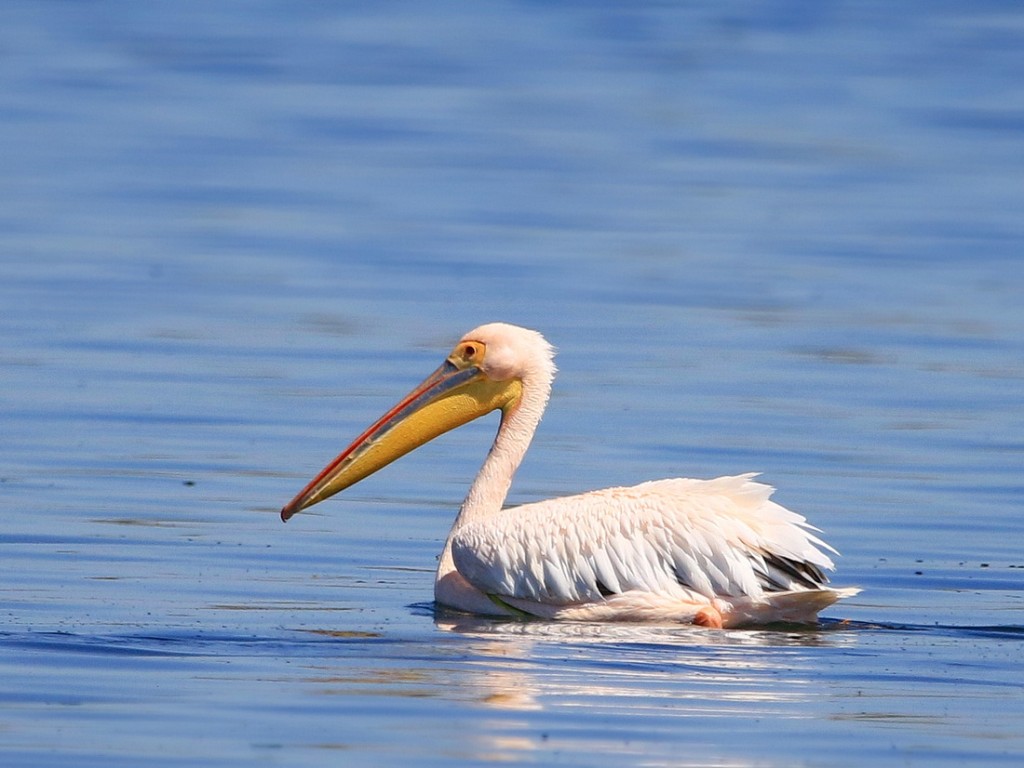 características do pelicano-branco