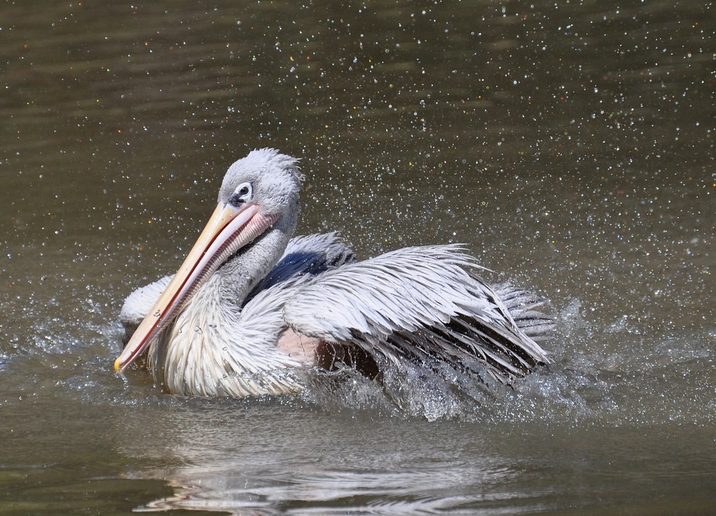características do pelicano-cinzento