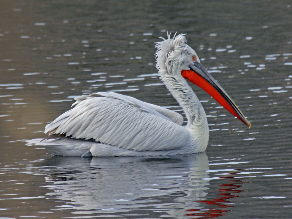 características do pelicano-crespo