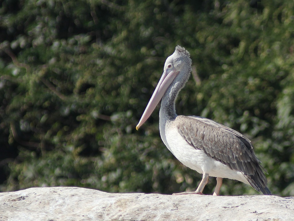 características do pelicano de bico pintado