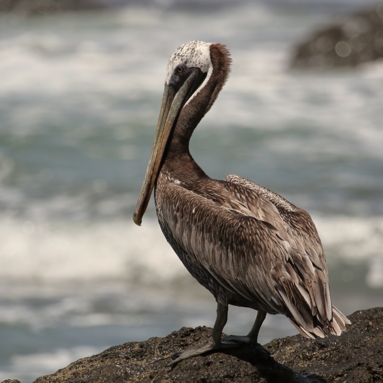 características do pelicano-pardo