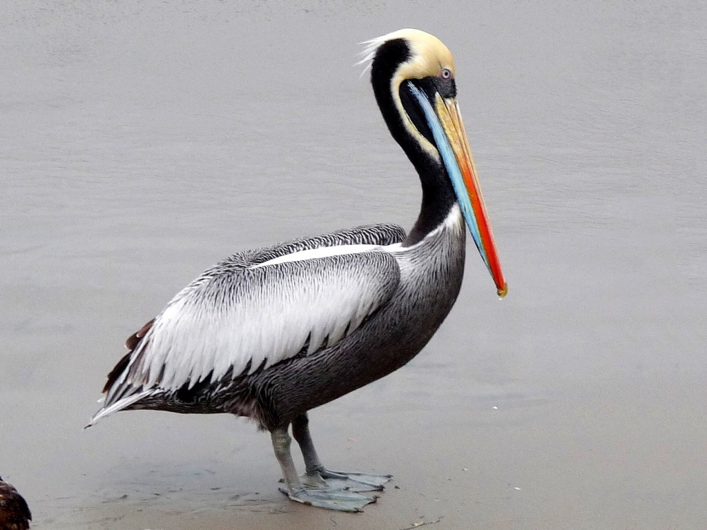características do pelicano-peruano