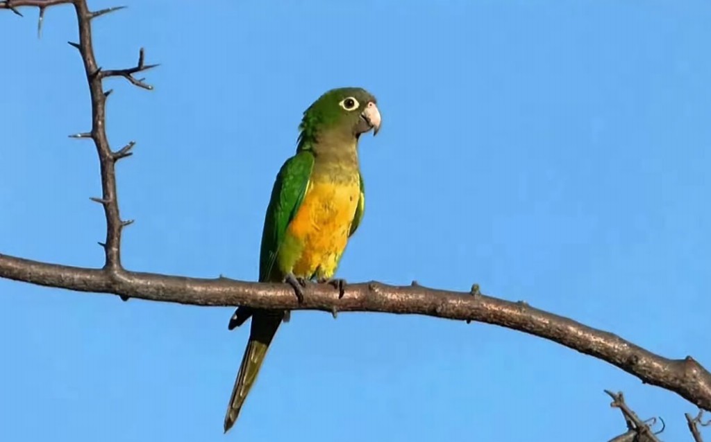 características do periquito-da-caatinga