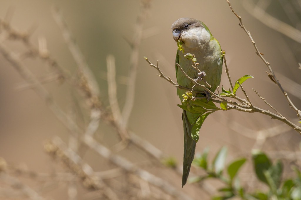 caracteristicas do periquito da serra