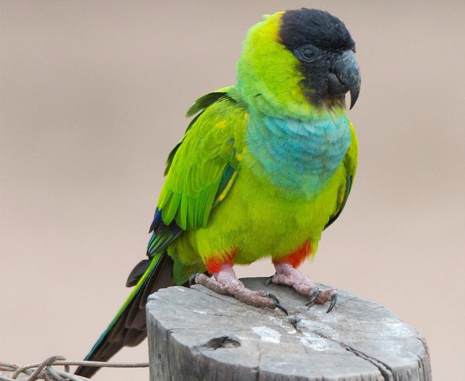 características do periquito-de-cabeca-preta