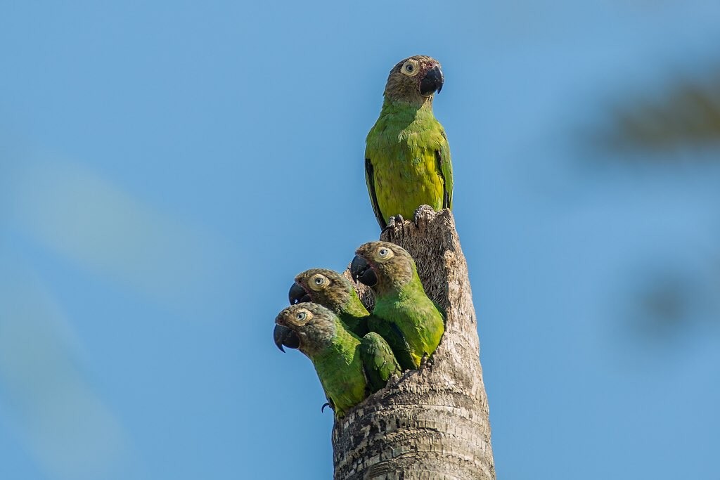 características do periquito-de-cabeca-suja