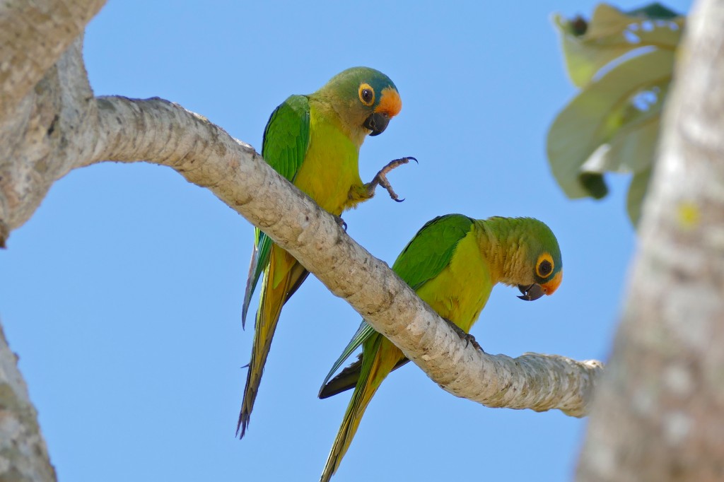 caracteristicas do periquito-rei