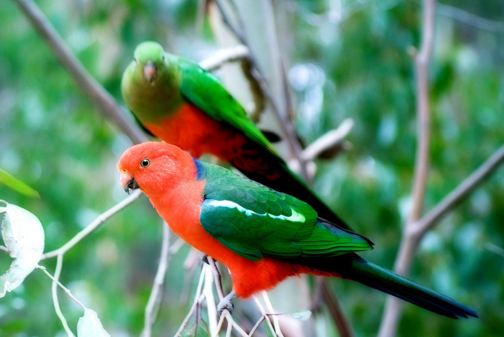 caracteristicas do periquito-rei-australiano