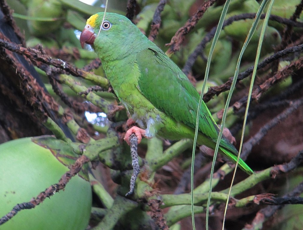 características do periquito-testinha