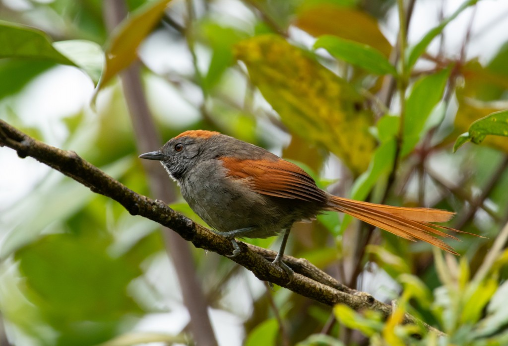 caracteristicas do pichororé