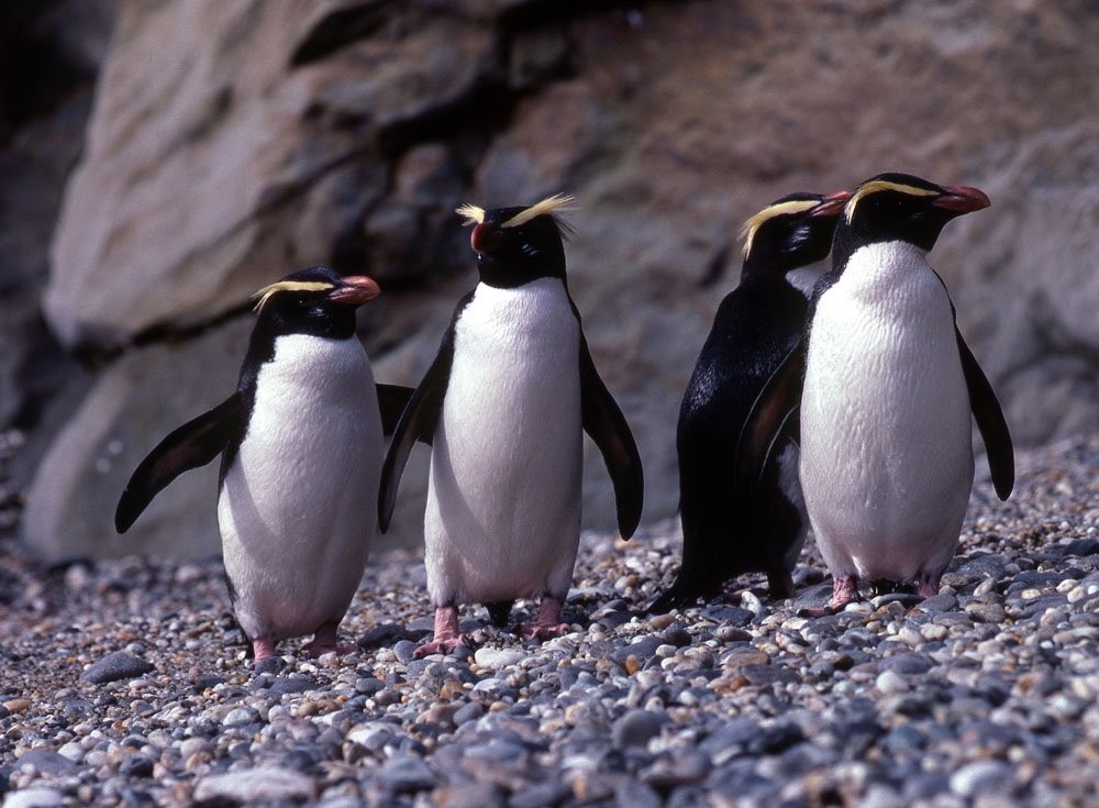 caracteristicas do pinguim de crista ereta