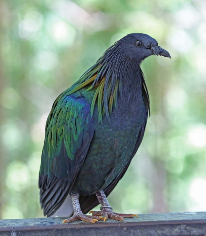 caracteristicas do pombo-de-nicobar