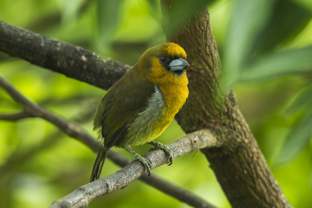 caracteristicas do prong-billed barbet