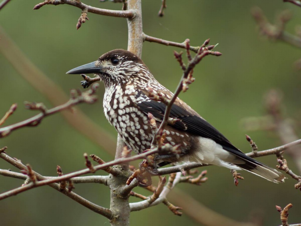 caracteristicas do quebra- nozes