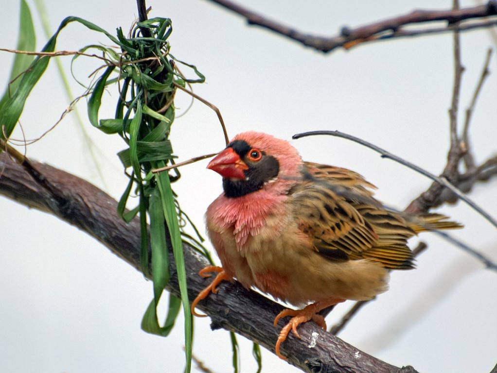 caracteristicas do quelea-de-bico-vermelho