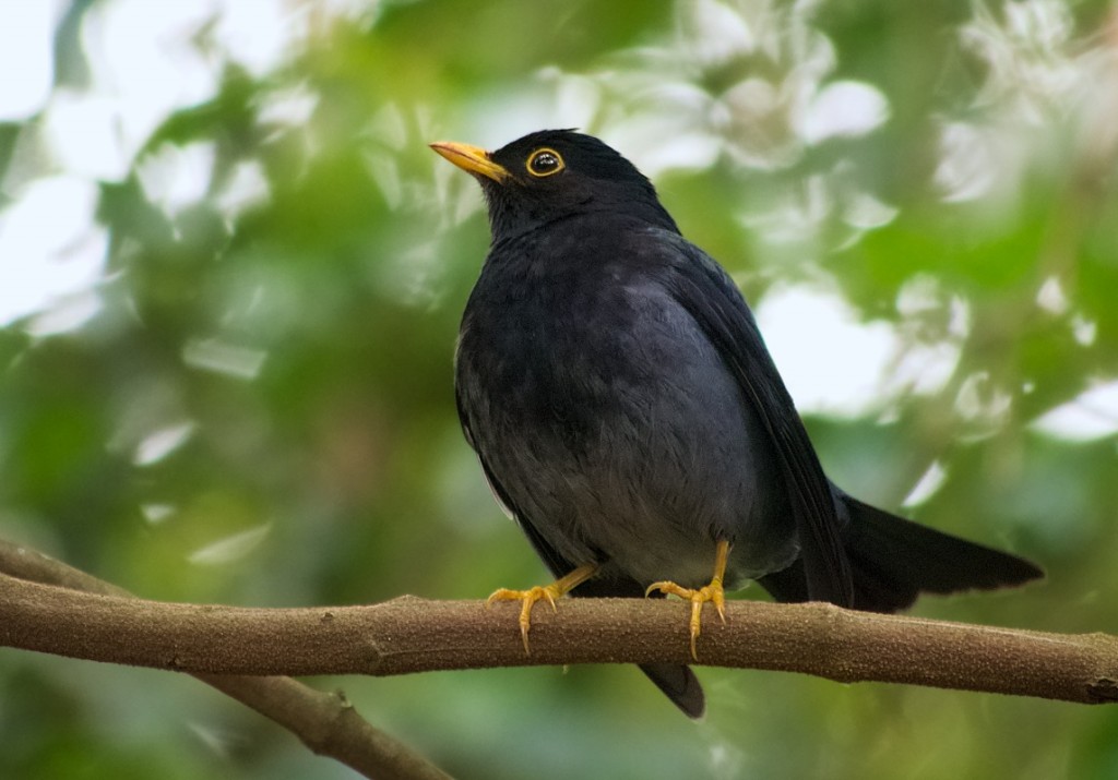 características do sabia-preto