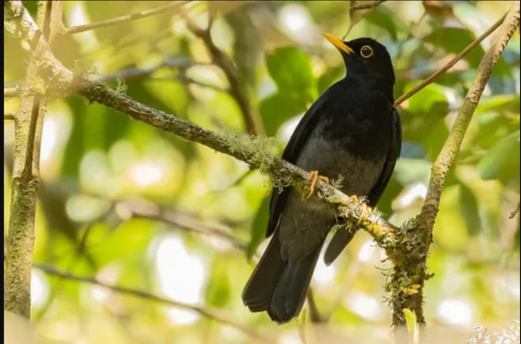 caracteristicas do sabiá-una