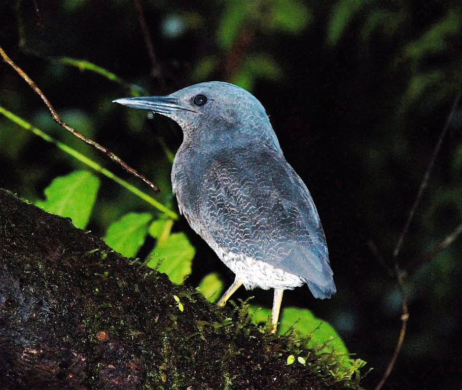 caracteristicas do socoi-zigue-zague