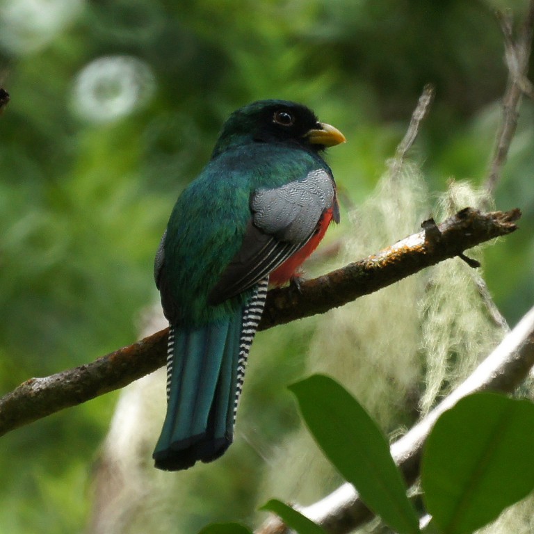 caracteristicas do surucua-de-coleira