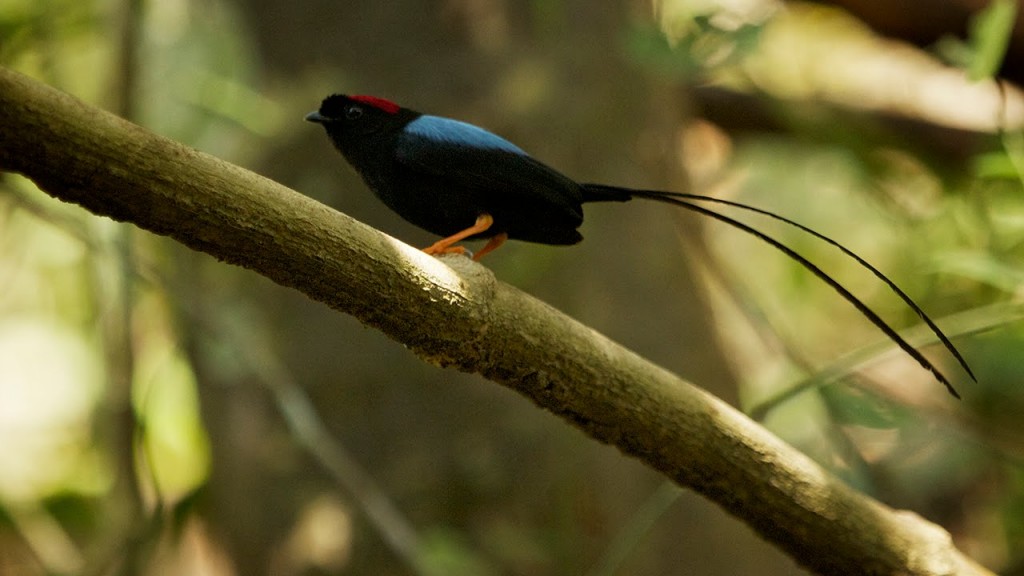 caracteristicas do tangara-de- cauda -comprida 