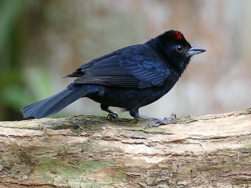 características do tie-preto