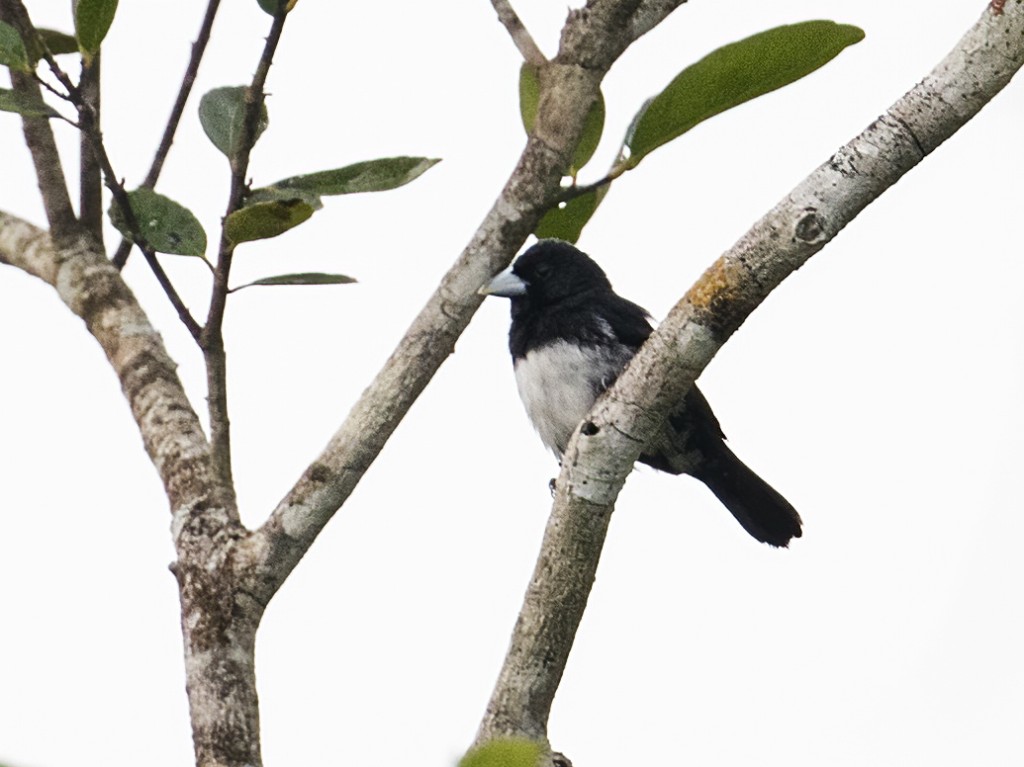 características do tie-preto-e-branco