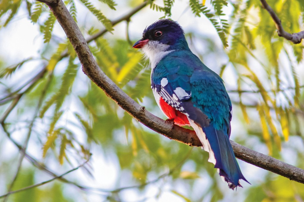 caracteristicas do tocororo