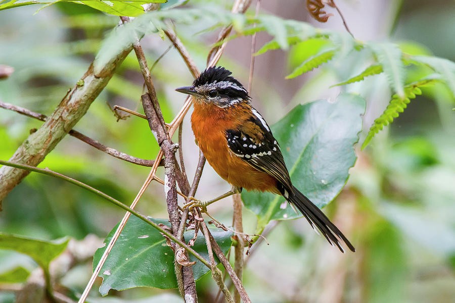 caracteristicas do trovoada