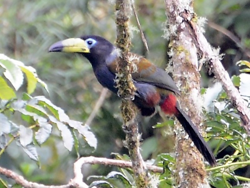 características do tucano-da-montanha-de-capuz