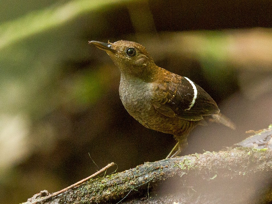 características do uirapuru-de-asa-branca