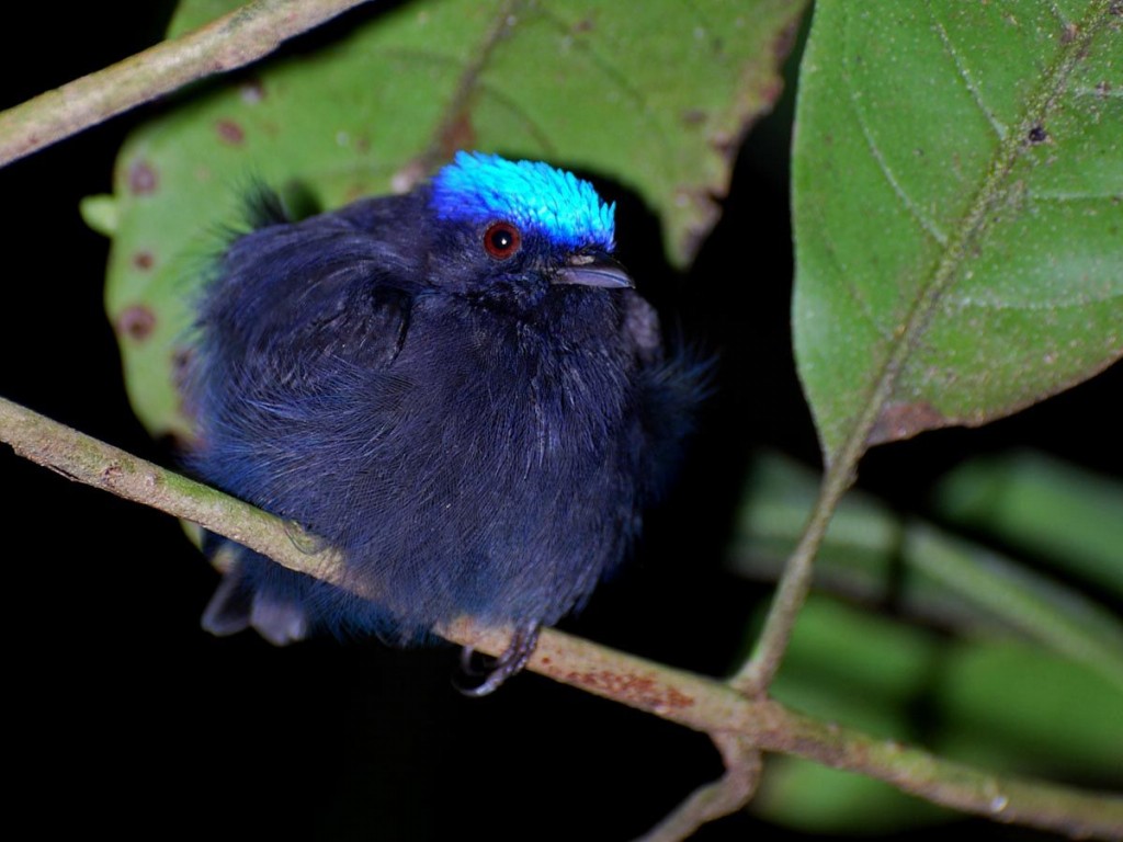 características do uirapuru-de-chapeu-azul