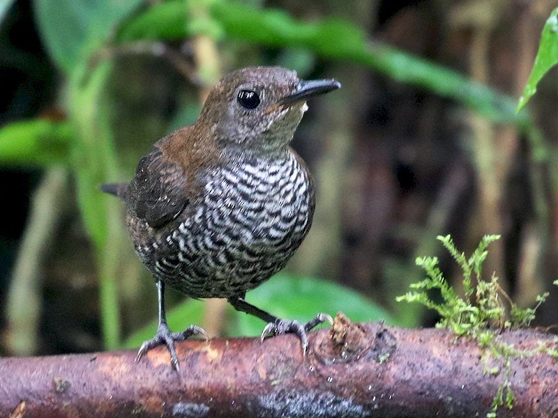 características do uirapuru-veado