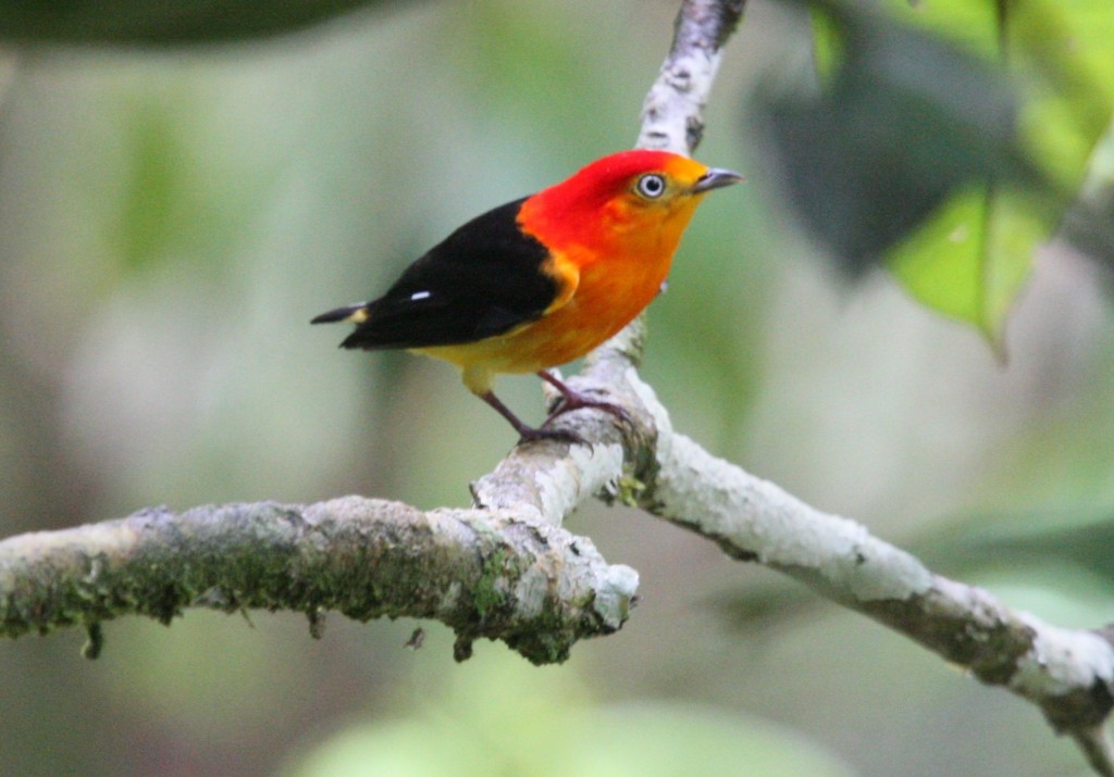 características do uirapuru-vermelho