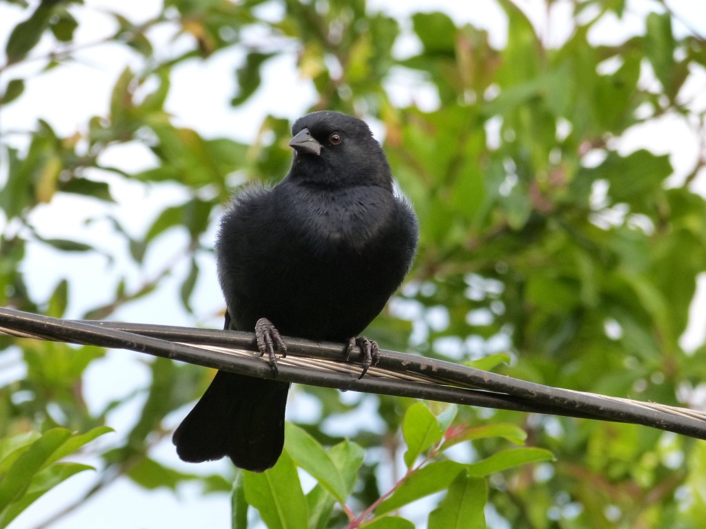 caracteristicas do vira-bosta-picuma