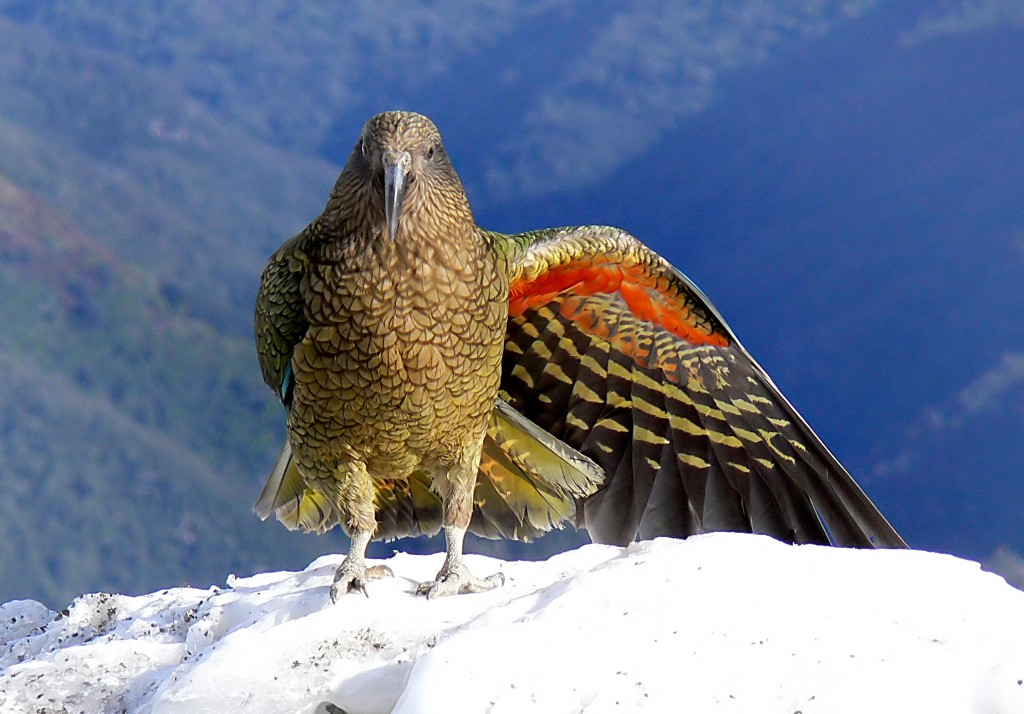 caracteristicas papagaio-da-nova-zelandia