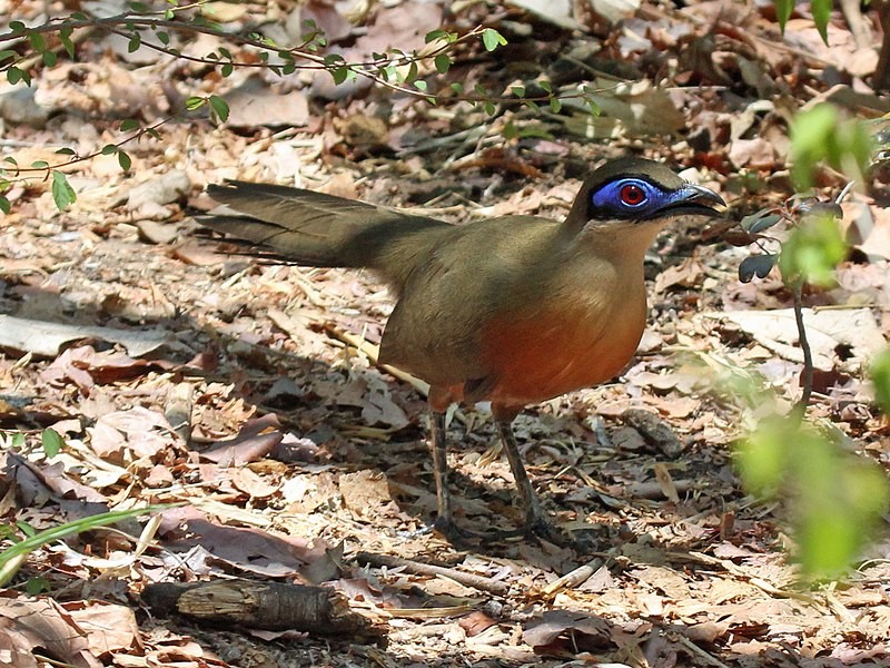 caracteriticas do coua de coquerel