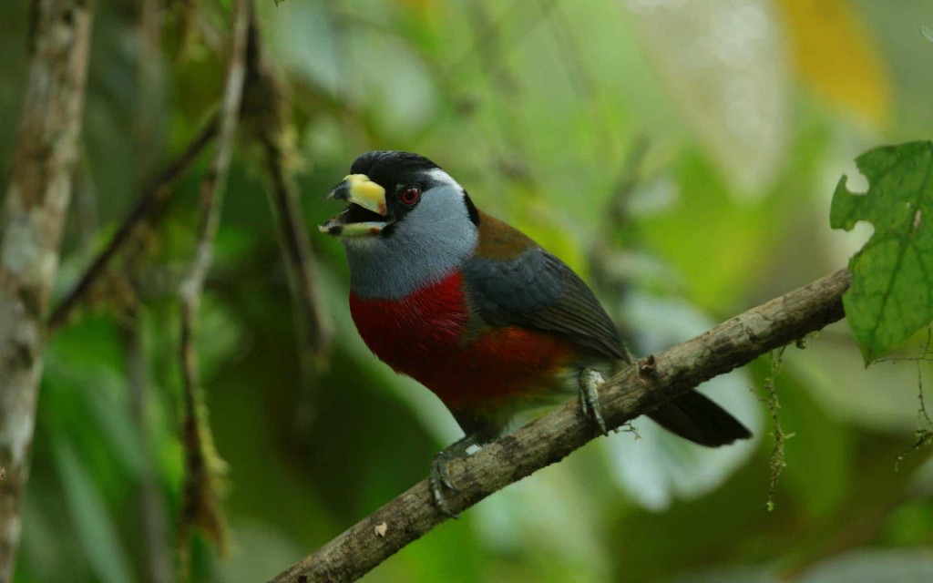 caracteriticas do tucano barbet