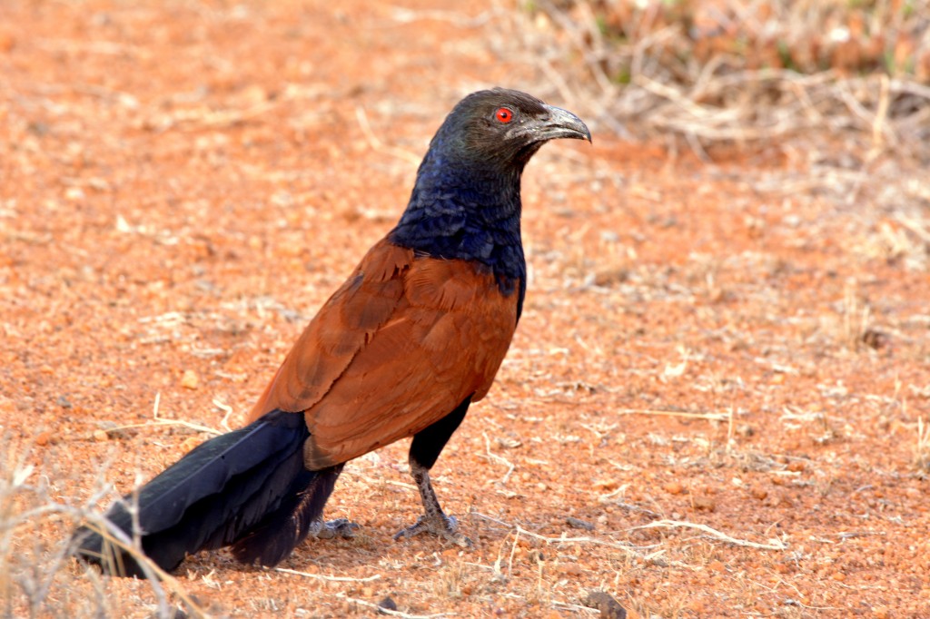 carcateristicas do greater coucal