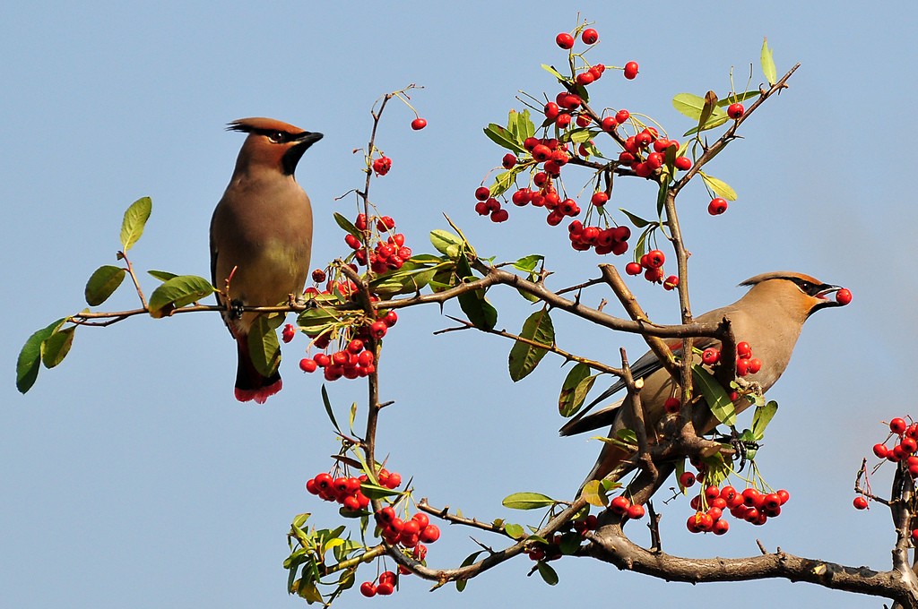 carcateristicas do japanese waxwing