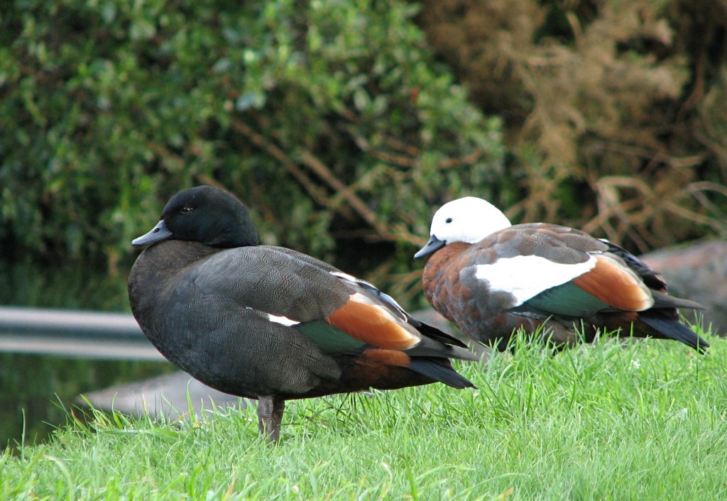 casal de pato-do-paraiso