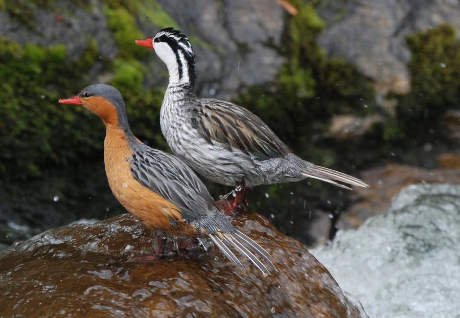 casal de patos das torrentes