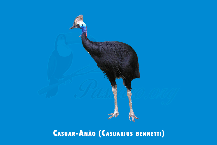 casuar-anao ( casuarius bennetti )