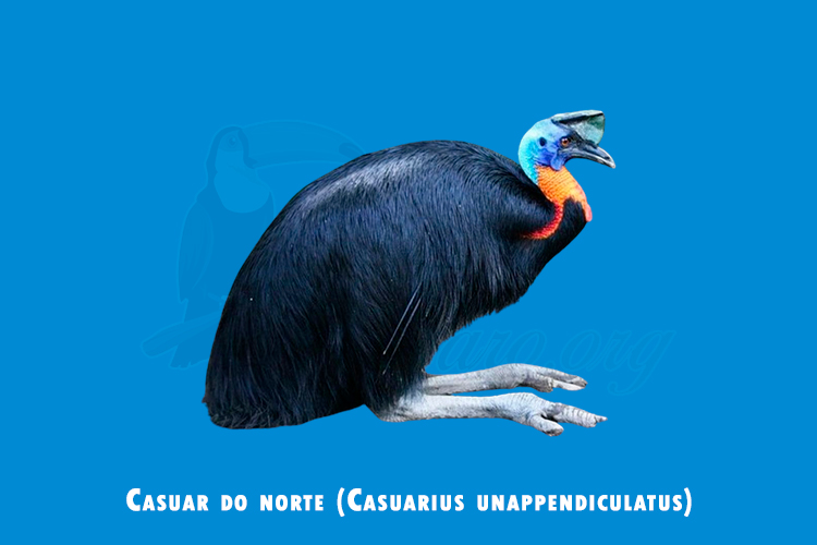 casuar do norte (Casuarius unappendiculatus)