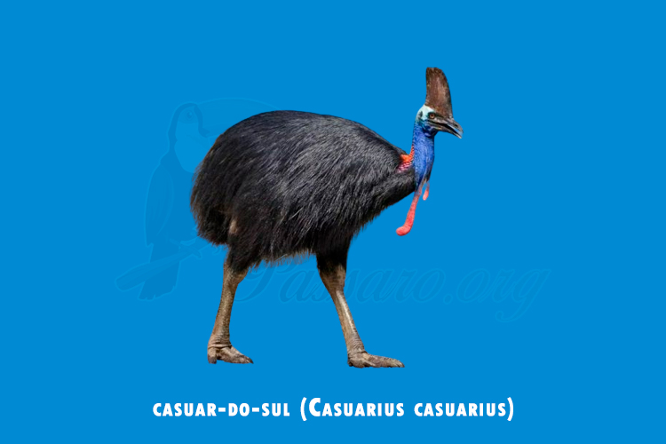 casuar-do-sul ( Casuarius casuarius)