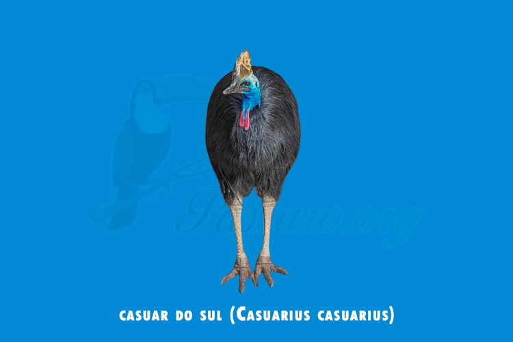 casuar do sul (Casuarius casuarius)