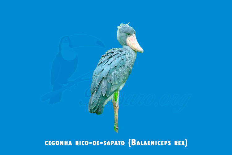 cegonha bico-de-sapato (Balaeniceps rex)