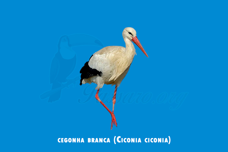 cegonha branca (Ciconia ciconia)